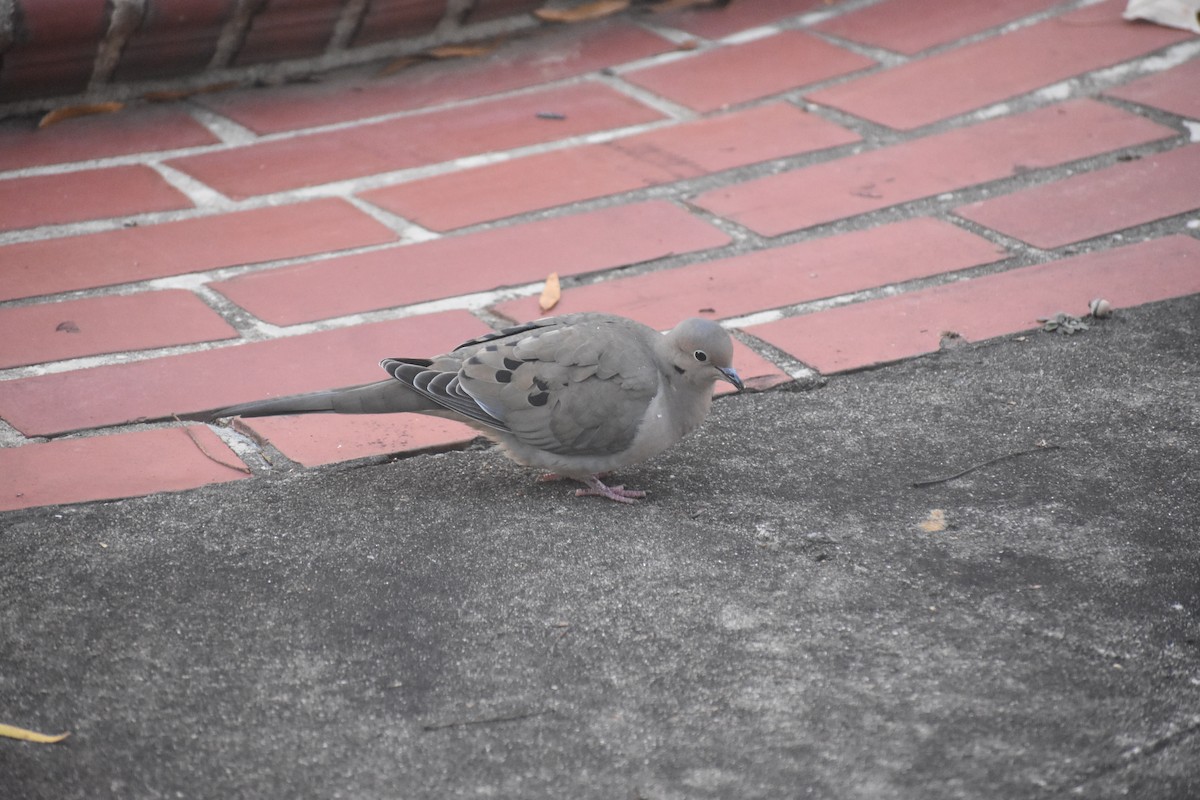 Carolinataube - ML647283462