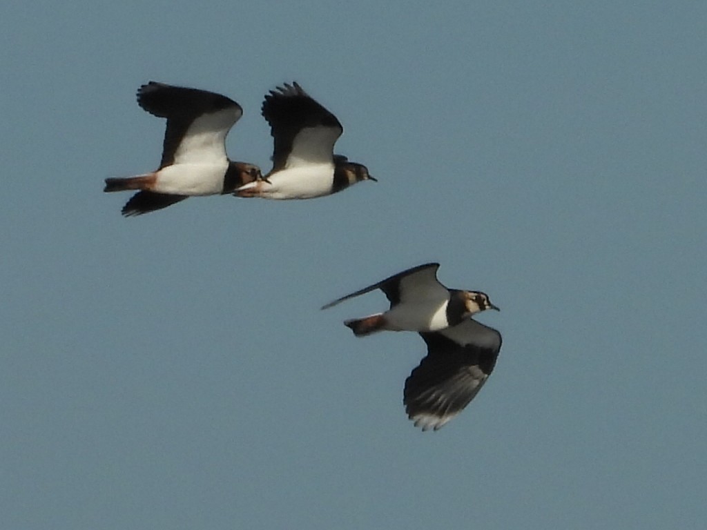 Умардын хавтгаалж - ML647283483