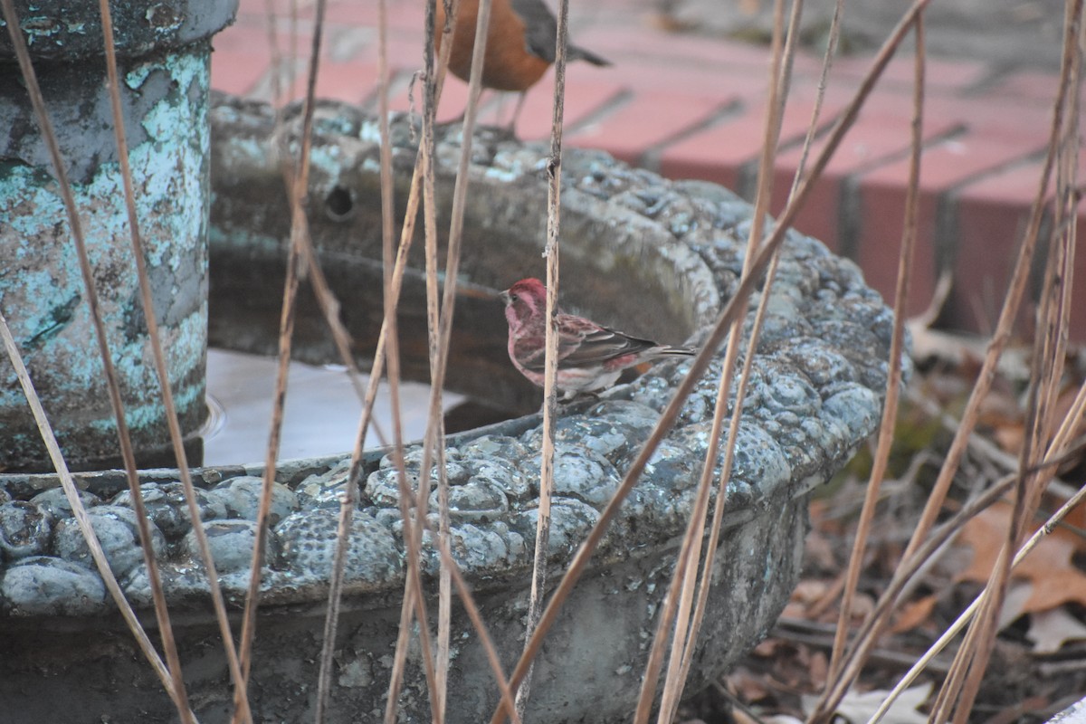 Purpurgimpel - ML647283484