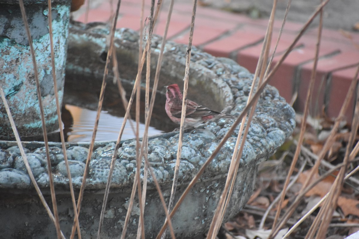 Purpurgimpel - ML647283485