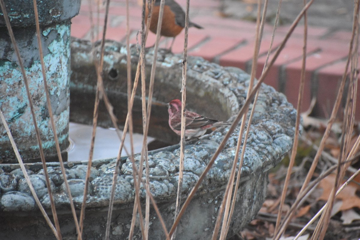 Purpurgimpel - ML647283486