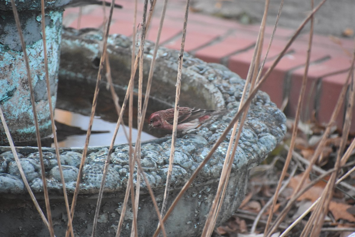 Purpurgimpel - ML647283487