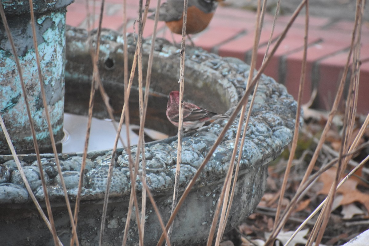 Purpurgimpel - ML647283488