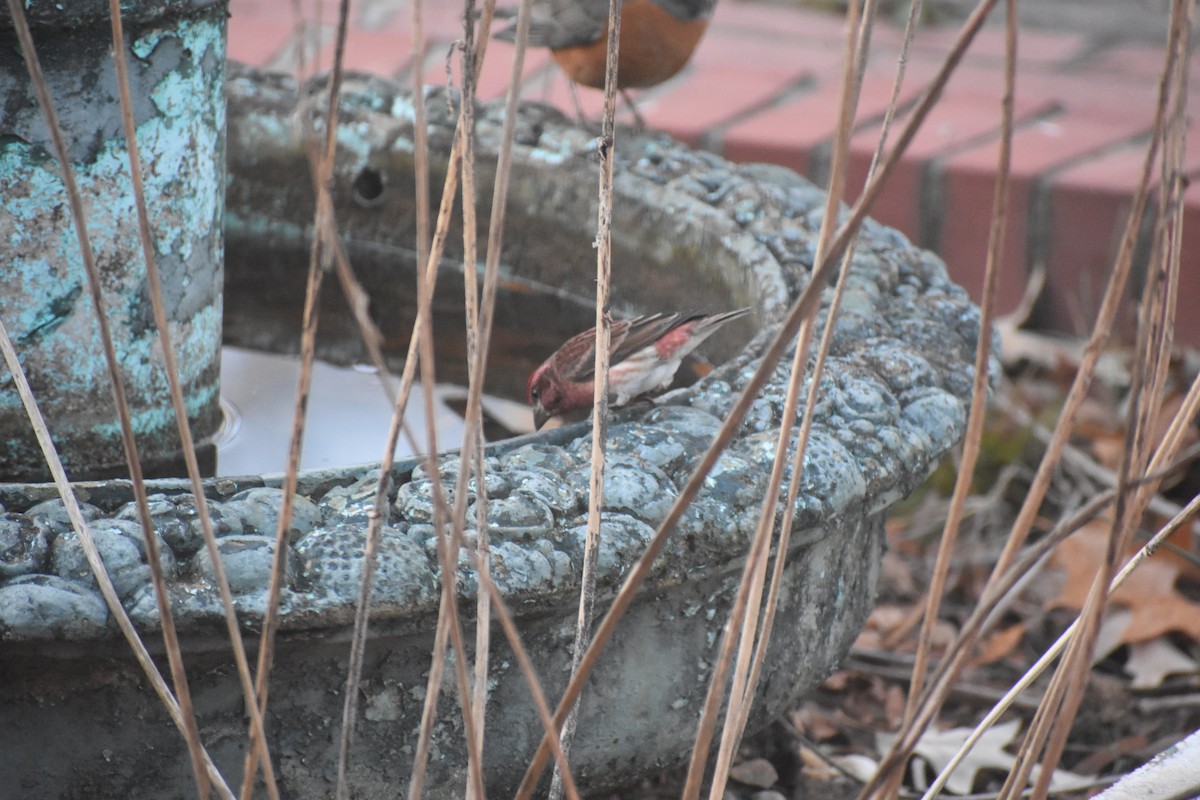 Purpurgimpel - ML647283489