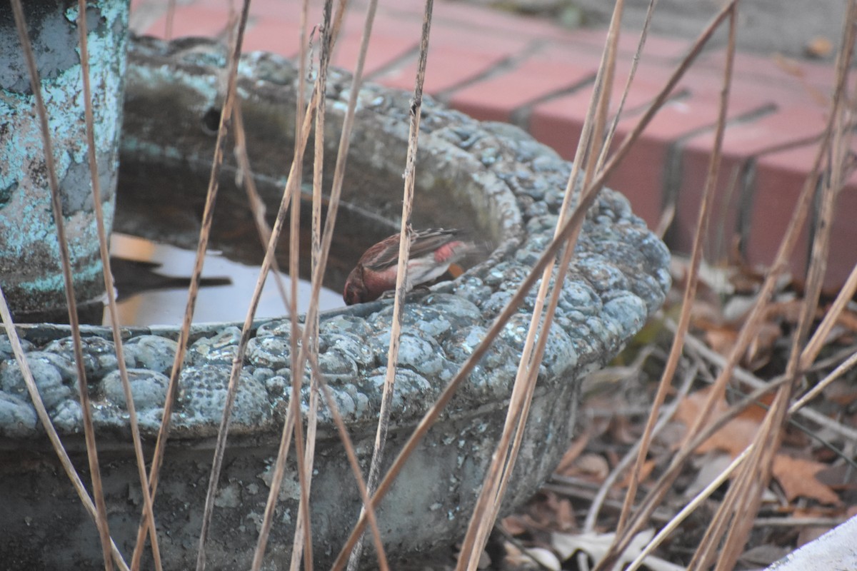 Purpurgimpel - ML647283490