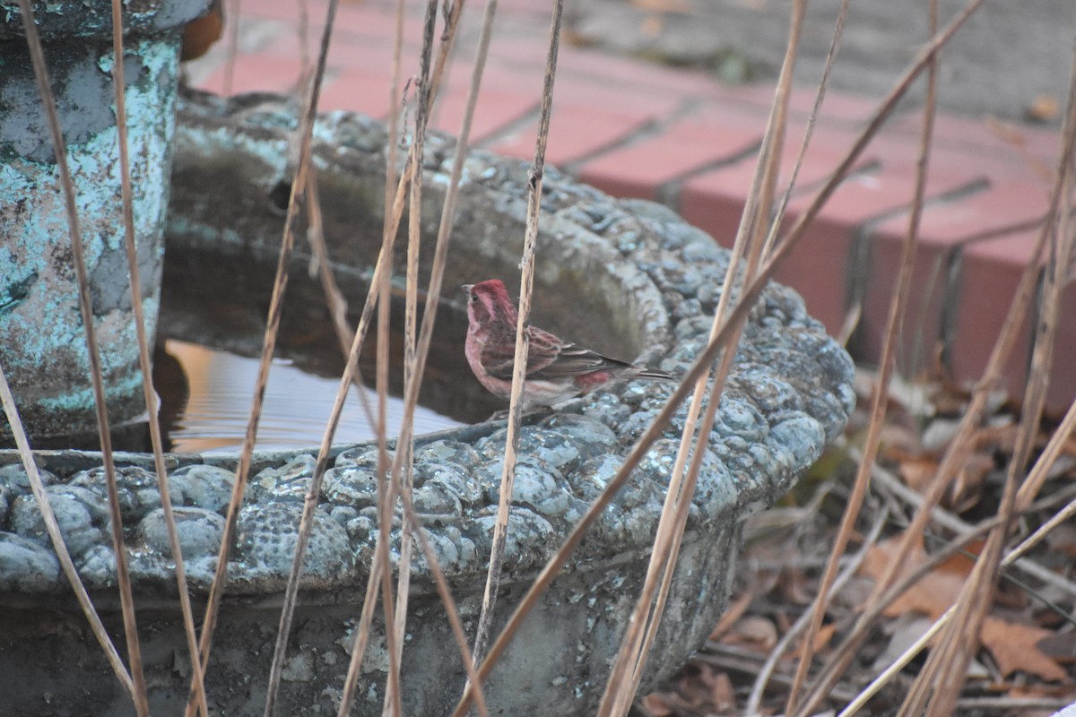 Purpurgimpel - ML647283491