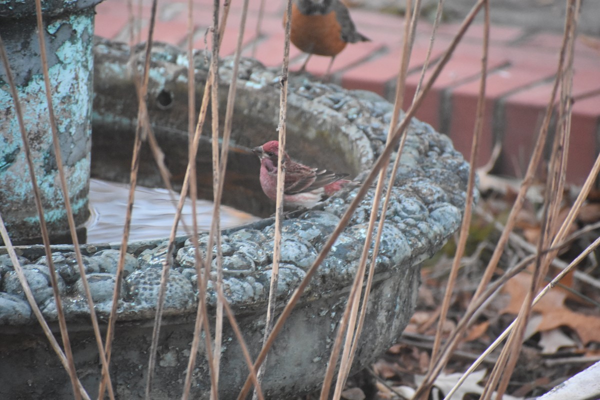 Purpurgimpel - ML647283492