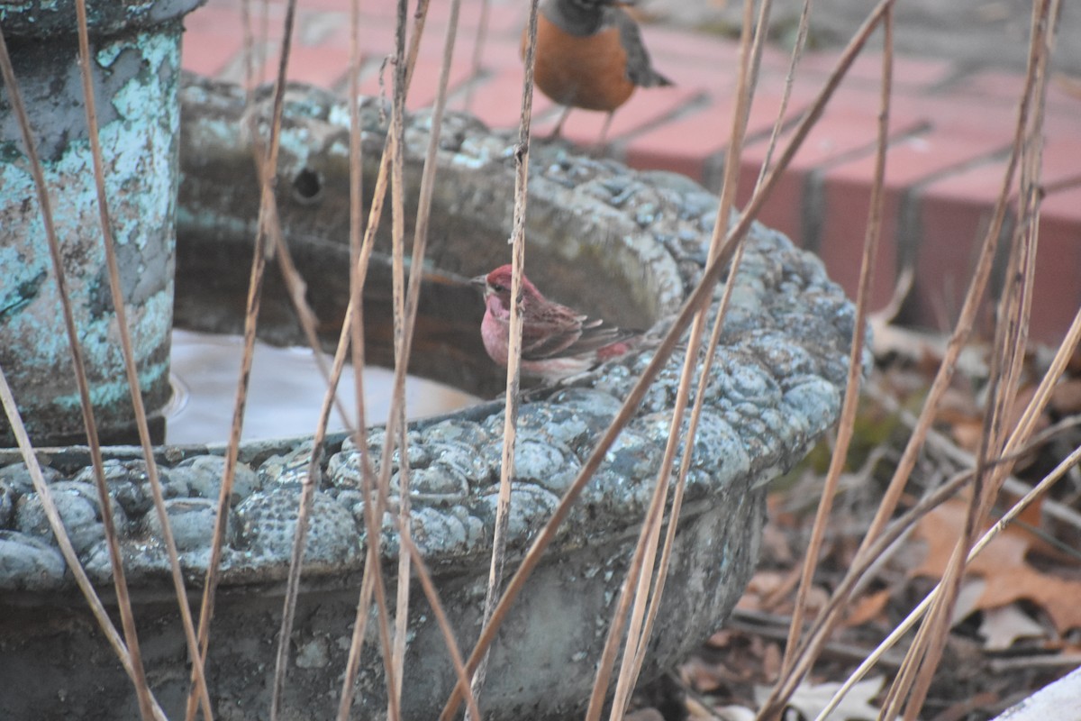 Purpurgimpel - ML647283493