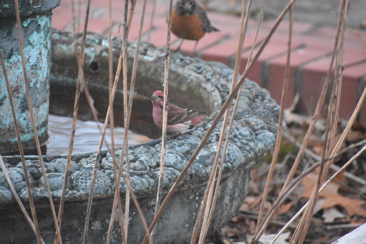 Purpurgimpel - ML647283494