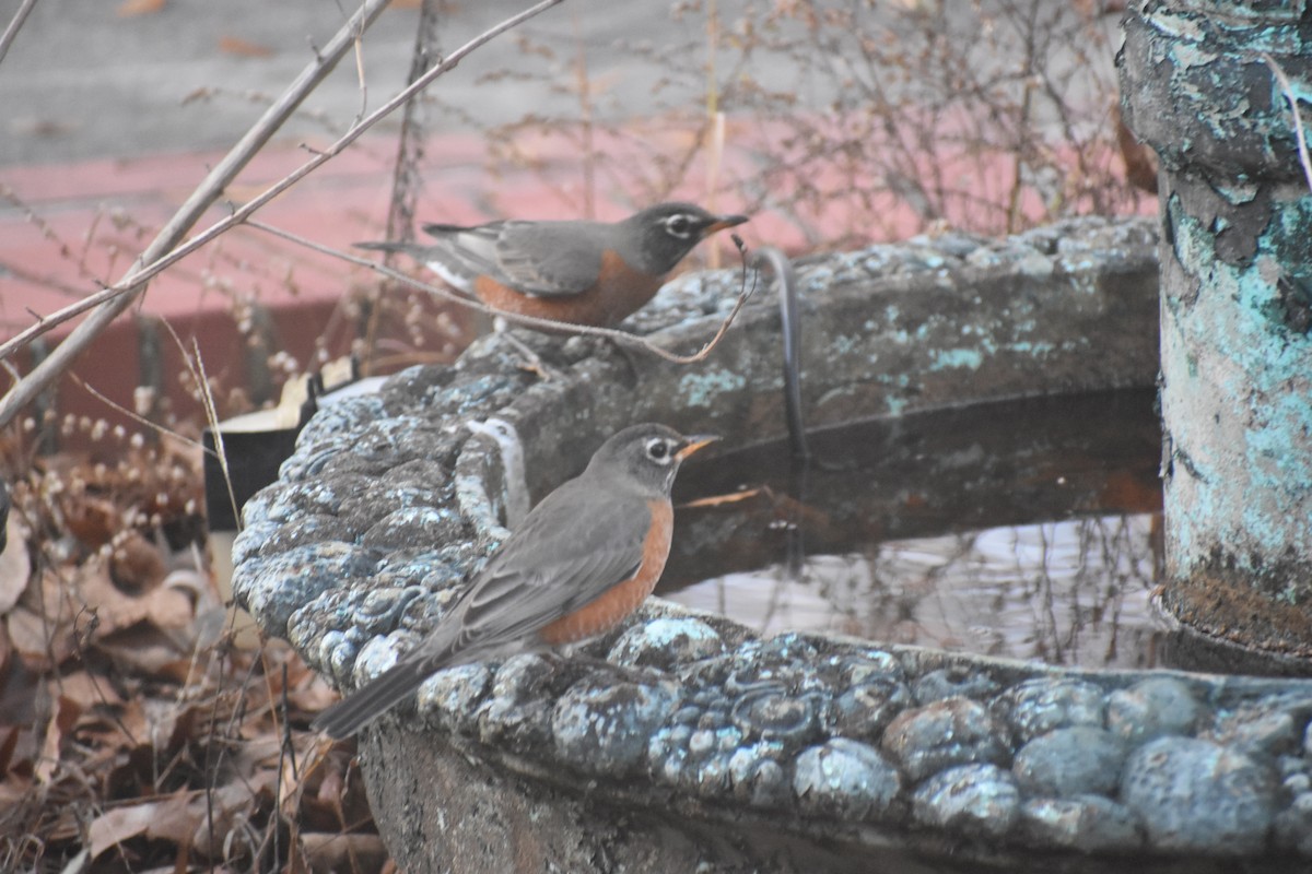 Wanderdrossel - ML647283503