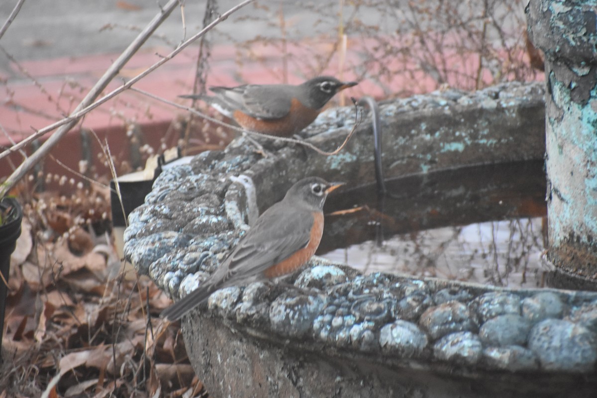 Wanderdrossel - ML647283504