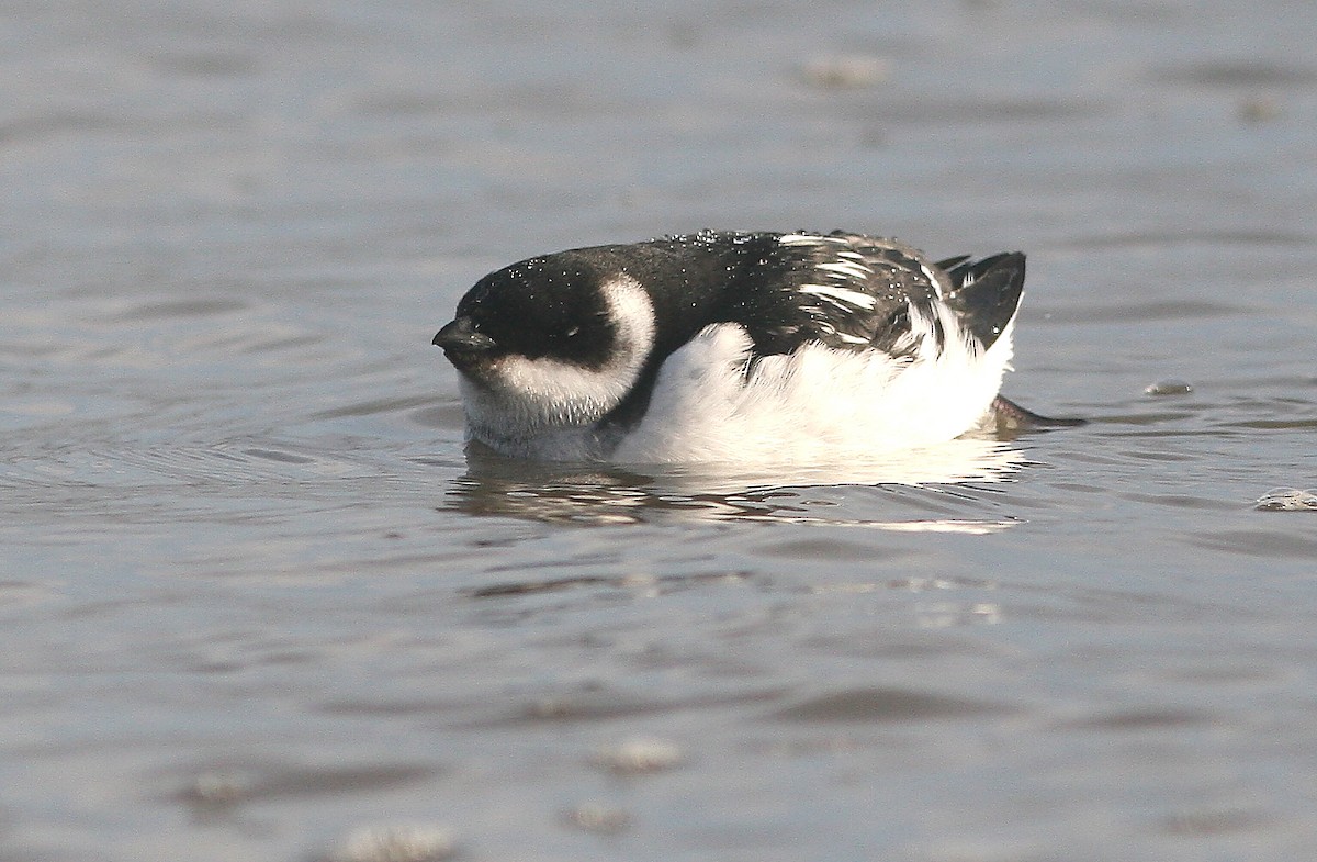 Küçük Alk - ML647283505