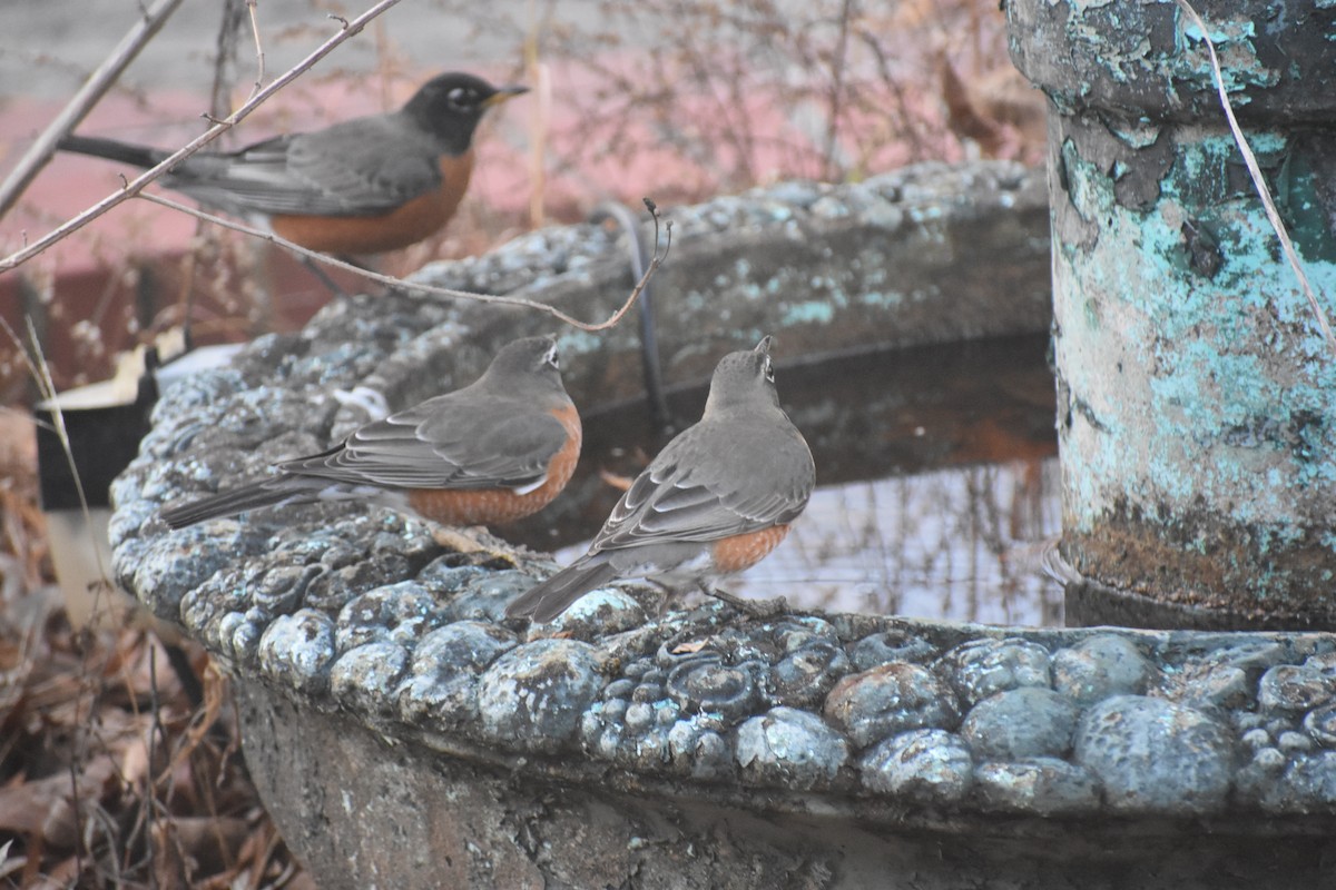 Wanderdrossel - ML647283524