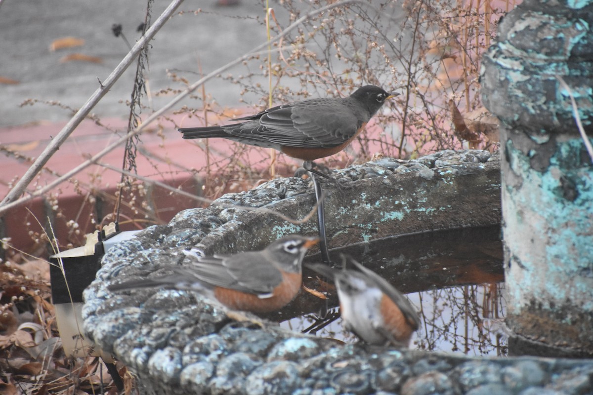 Wanderdrossel - ML647283526