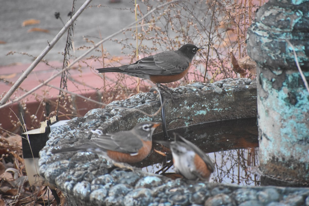 Wanderdrossel - ML647283527