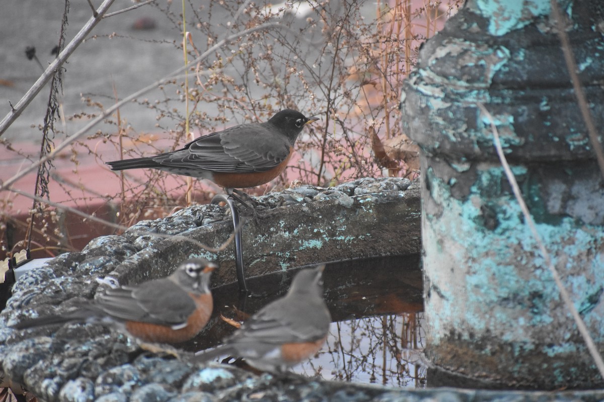 Wanderdrossel - ML647283528