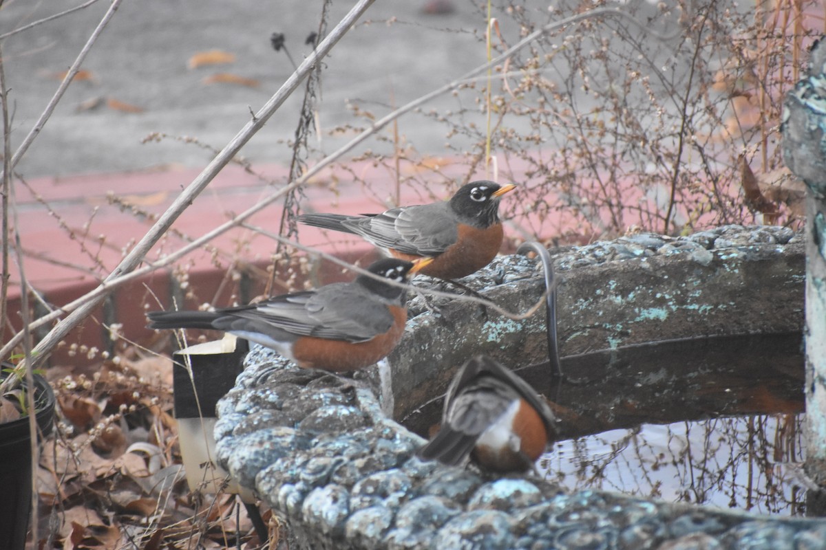 Wanderdrossel - ML647283532