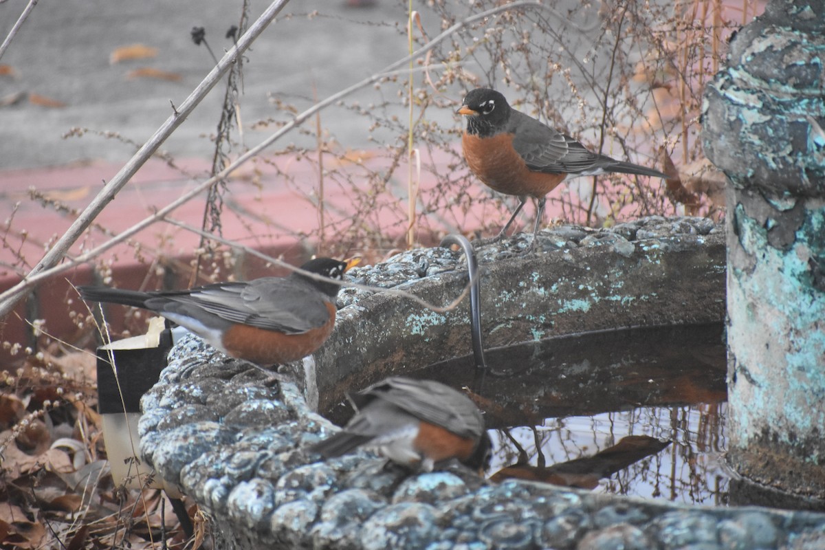 Wanderdrossel - ML647283533