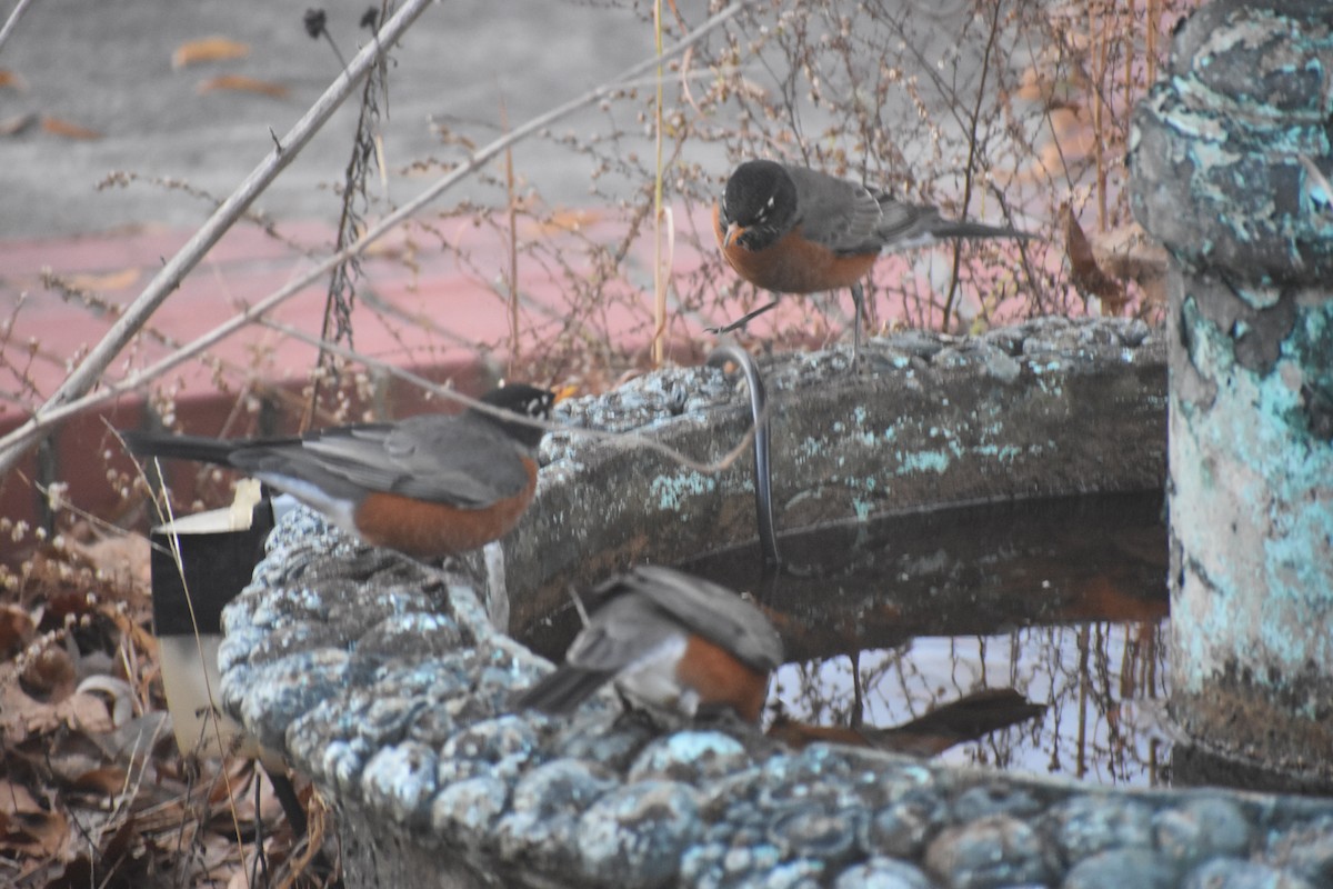 Wanderdrossel - ML647283534