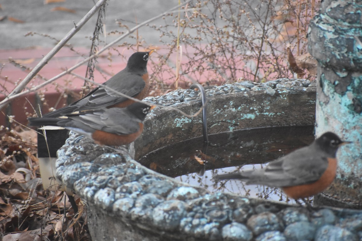 Wanderdrossel - ML647283535