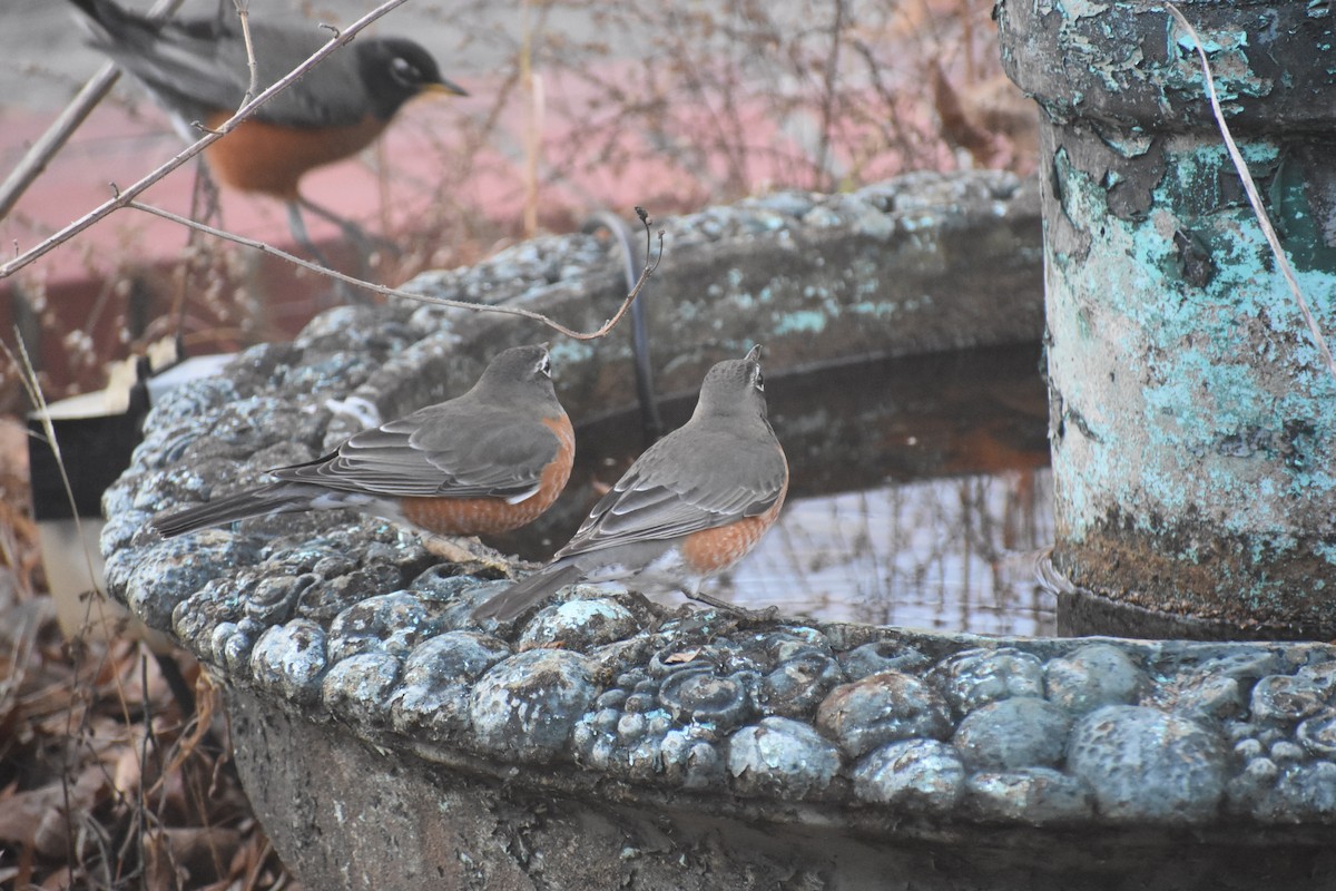 Wanderdrossel - ML647283536