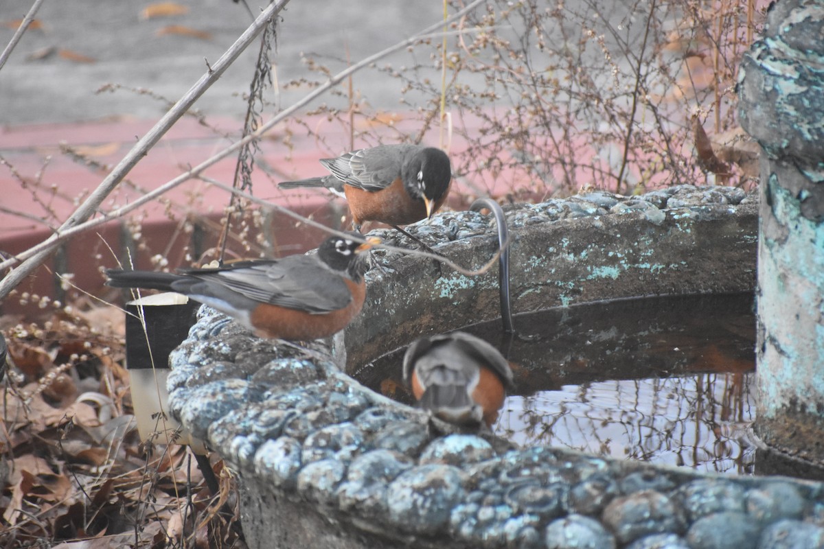 Wanderdrossel - ML647283537