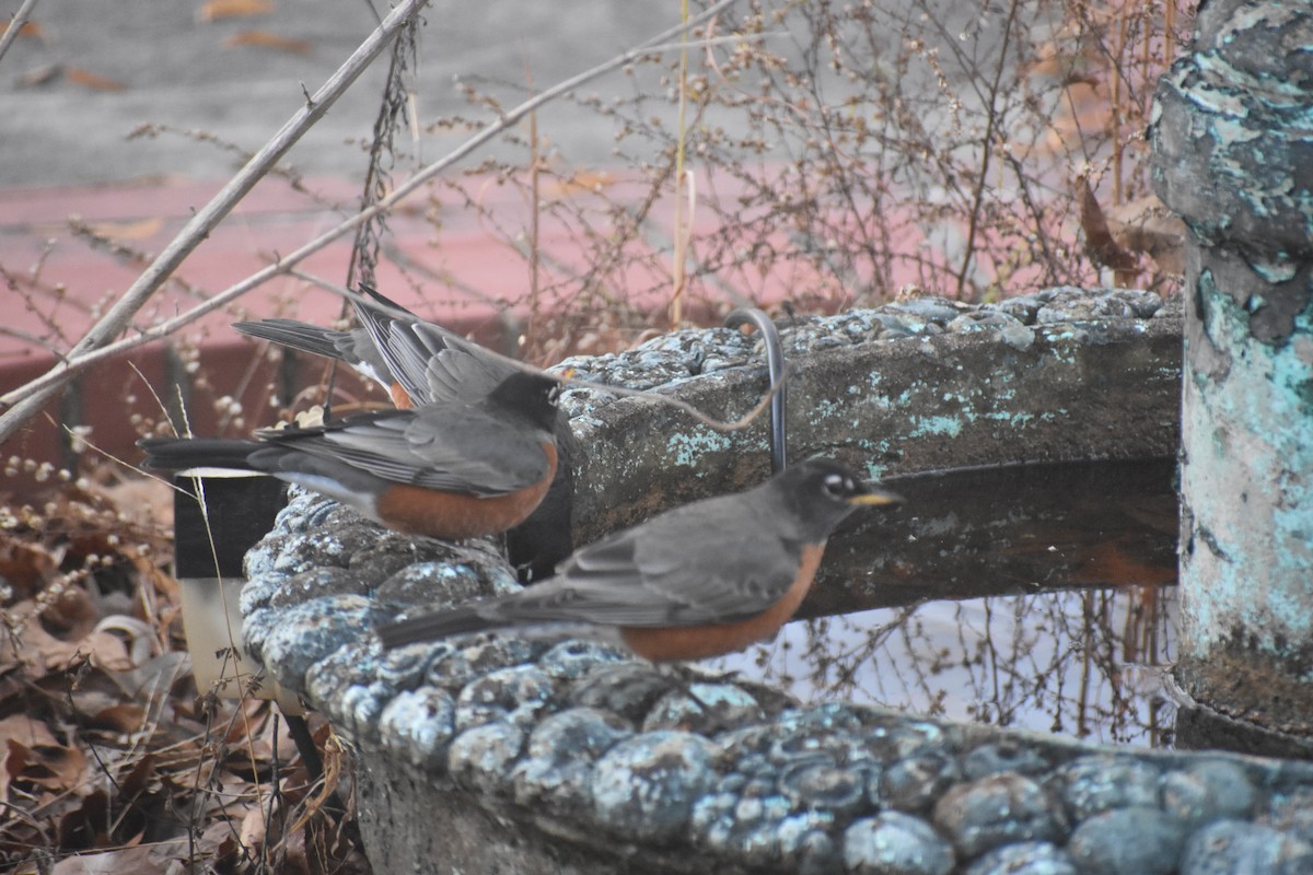 Wanderdrossel - ML647283538