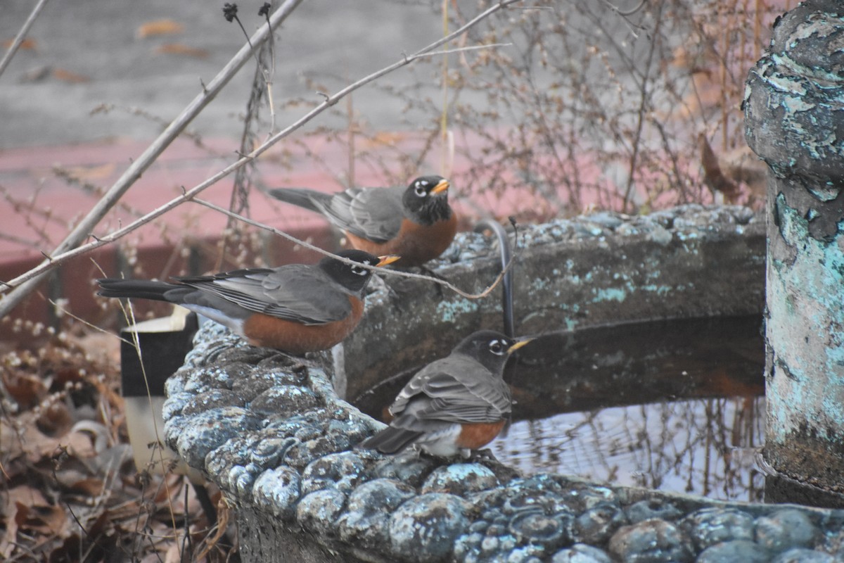 Wanderdrossel - ML647283539