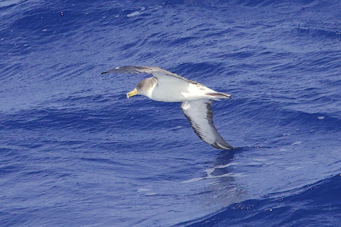 Cory's Shearwater - ML647283540