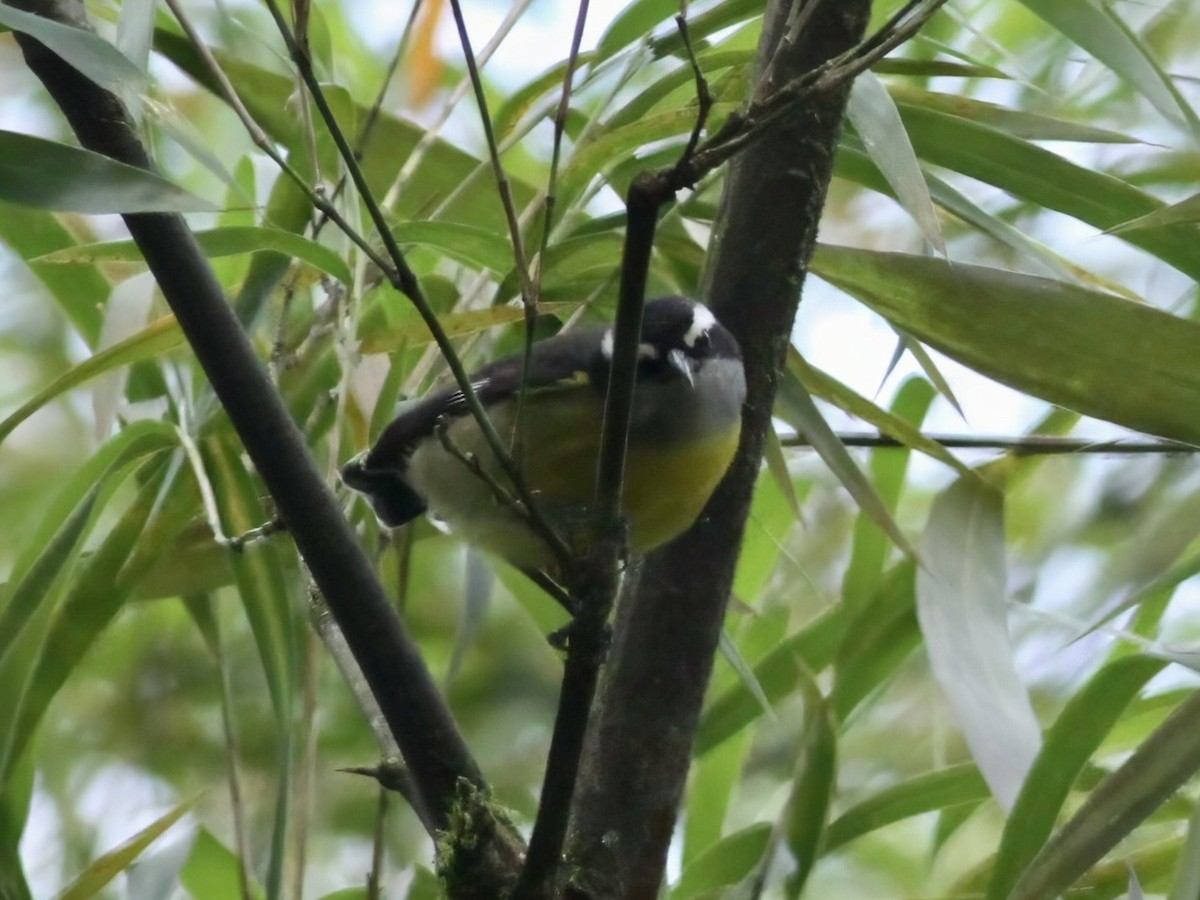 Sucrier à ventre jaune - ML647283564