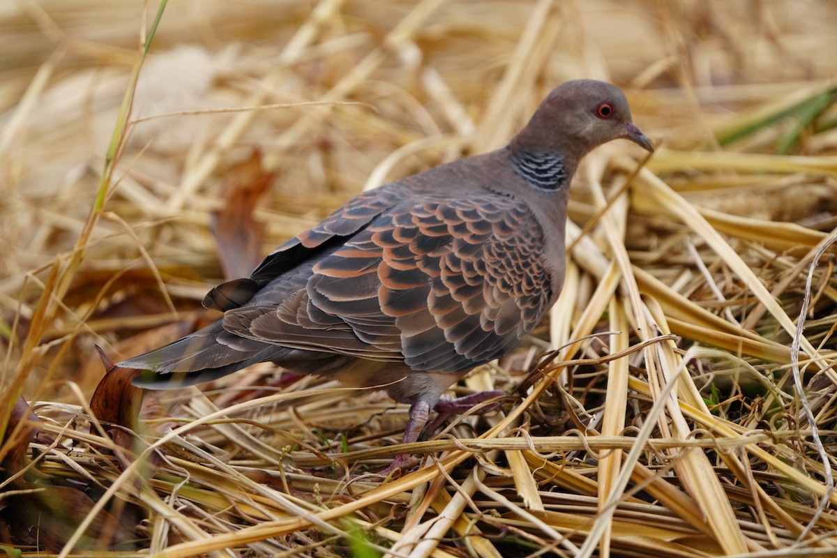 Oriental Turtle-Dove - ML647283566