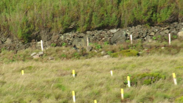 Tree Swallow - ML647283576