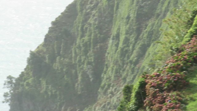 Cliff Swallow - ML647283591