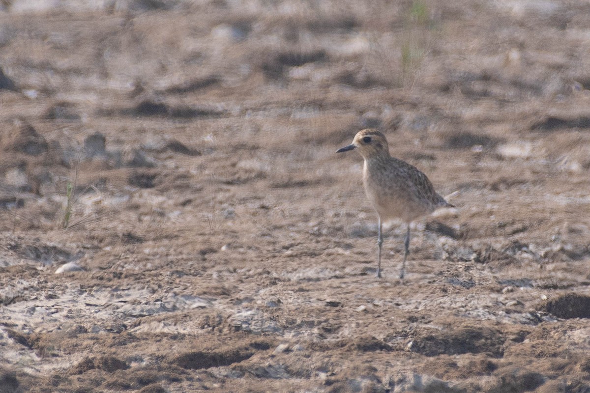 Бурокрылая ржанка - ML647283597