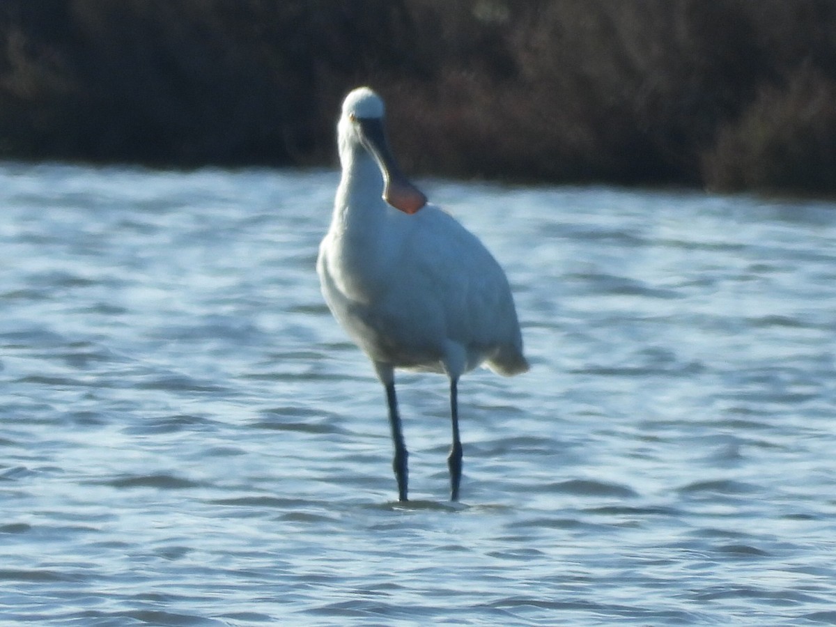 Халбаган хошуут - ML647283623