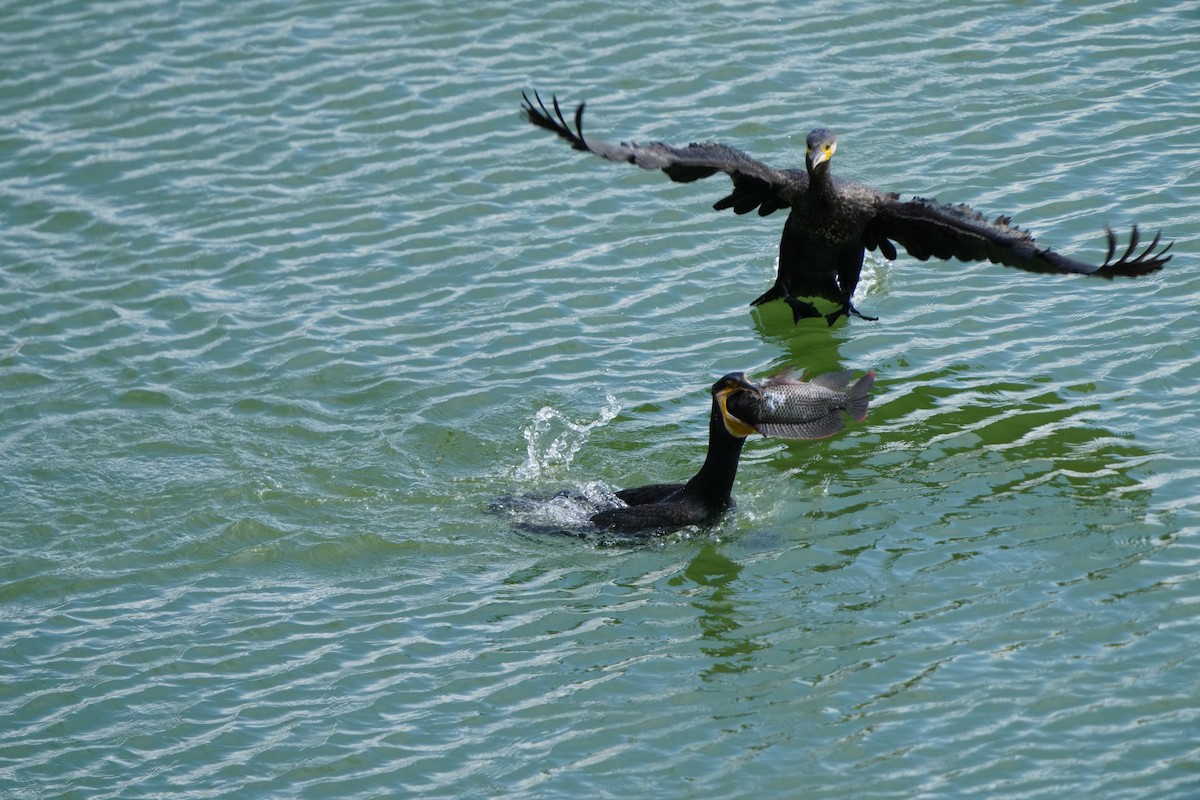Great Cormorant (Eurasian) - ML647283645