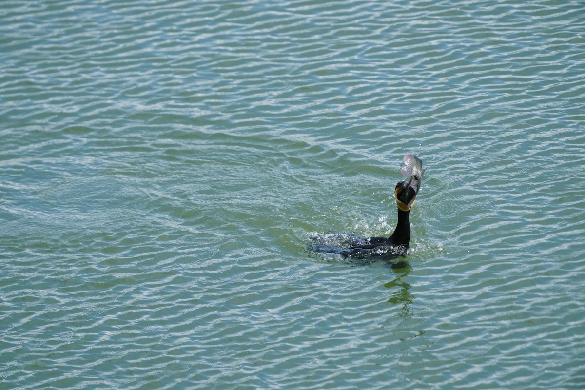 Great Cormorant (Eurasian) - ML647283646