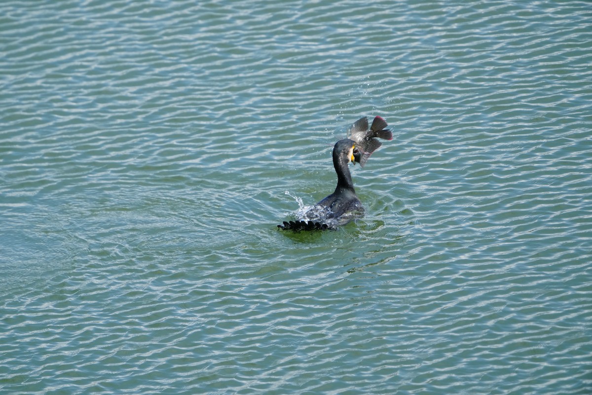Great Cormorant (Eurasian) - ML647283648