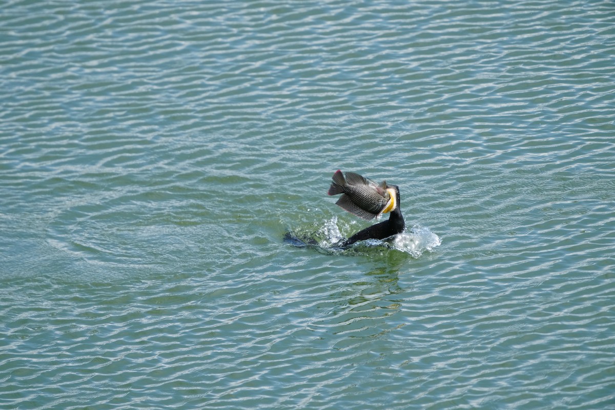 Great Cormorant (Eurasian) - ML647283649
