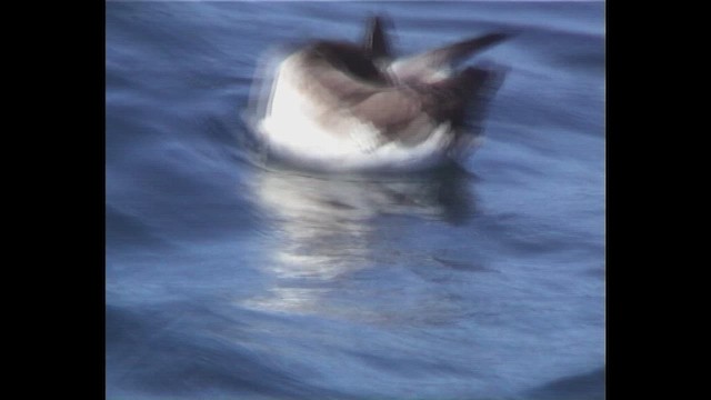 Buller's Shearwater - ML647283651