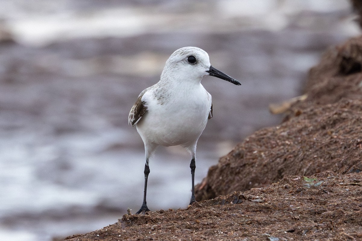 Гурвалж элсэг - ML647283652