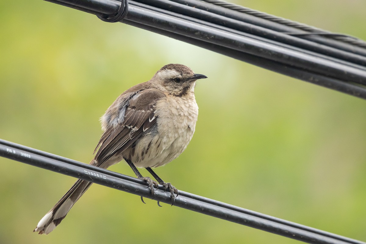 Chilean Mockingbird - ML647283653