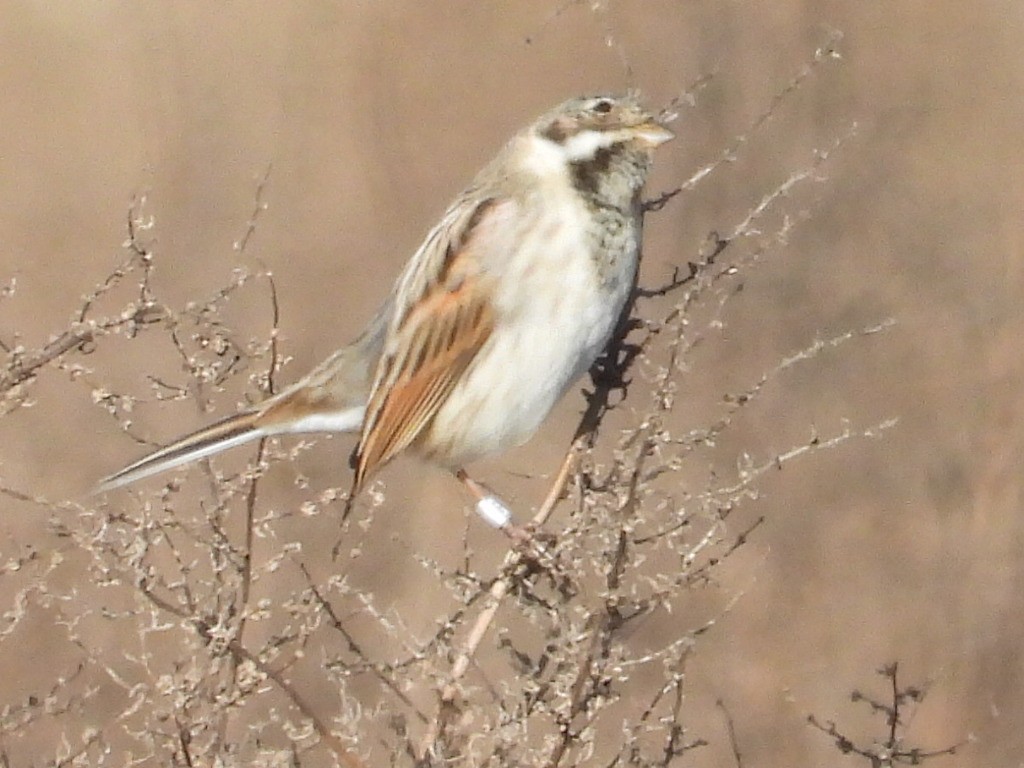 Цагаан хүзүүт хөмрөг - ML647283660