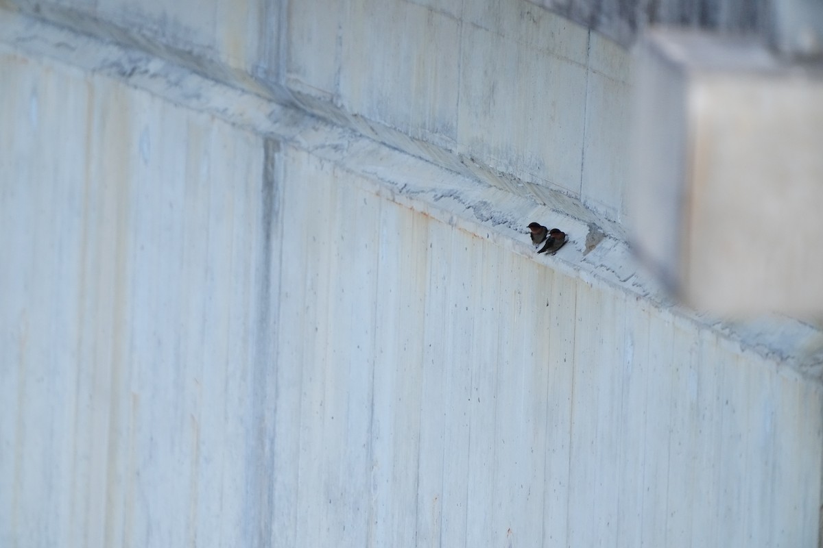 Pacific Swallow - ML647283668