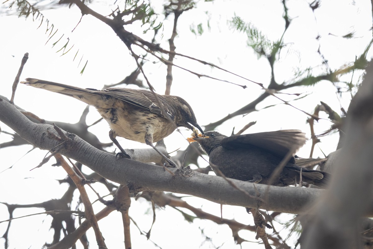Chilean Mockingbird - ML647283684