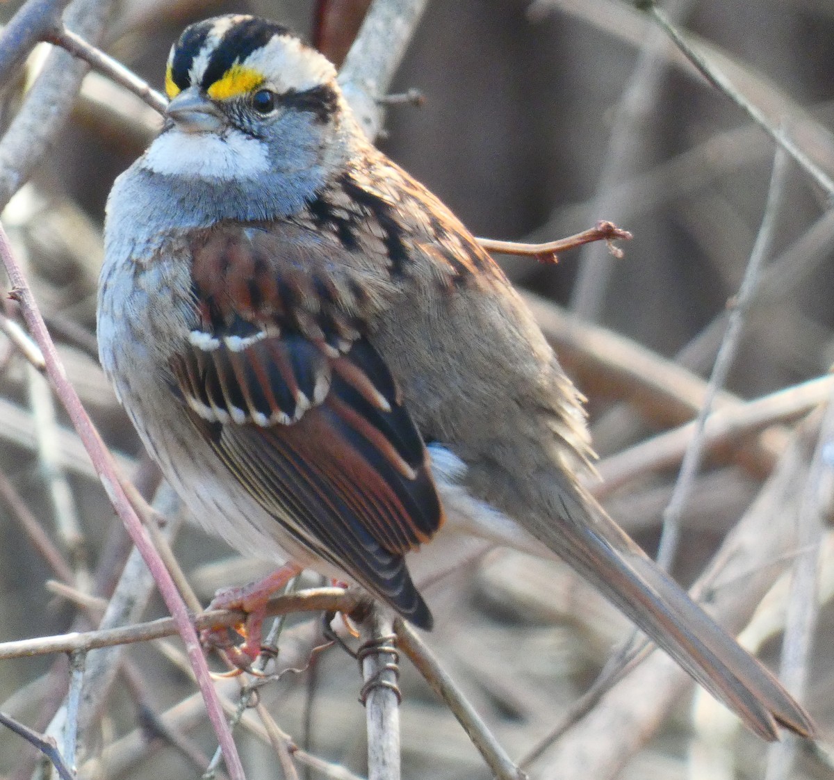 White-throated Sparrow - ML647283686