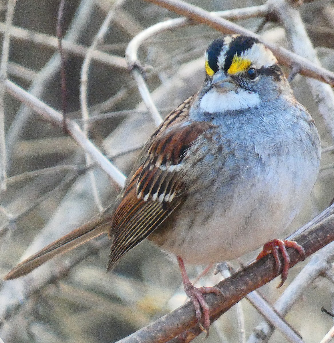 White-throated Sparrow - ML647283688