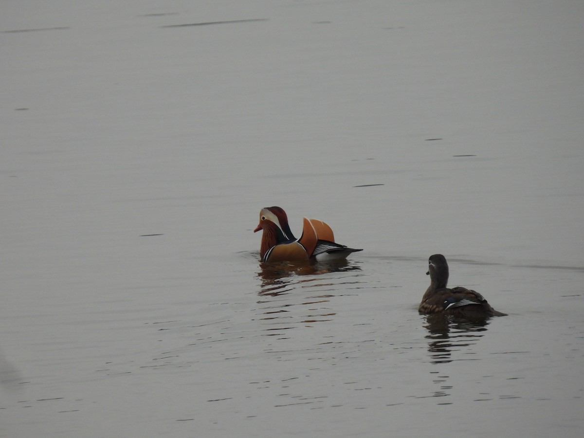 オシドリ - ML647283698