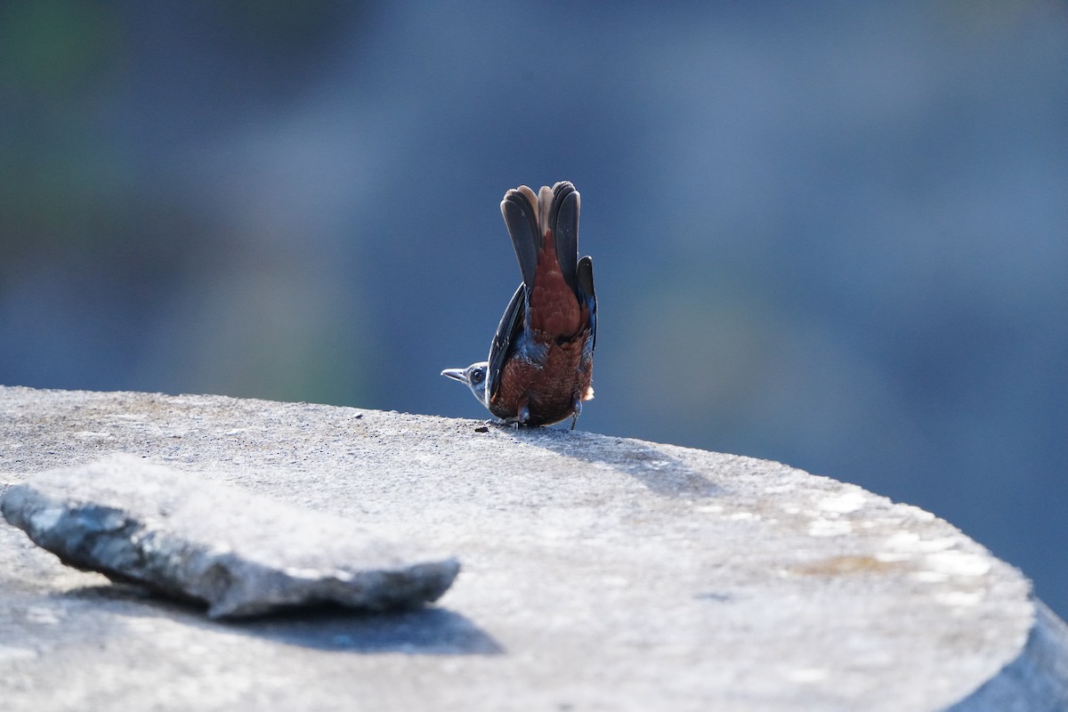 Blue Rock-Thrush (philippensis) - ML647283700