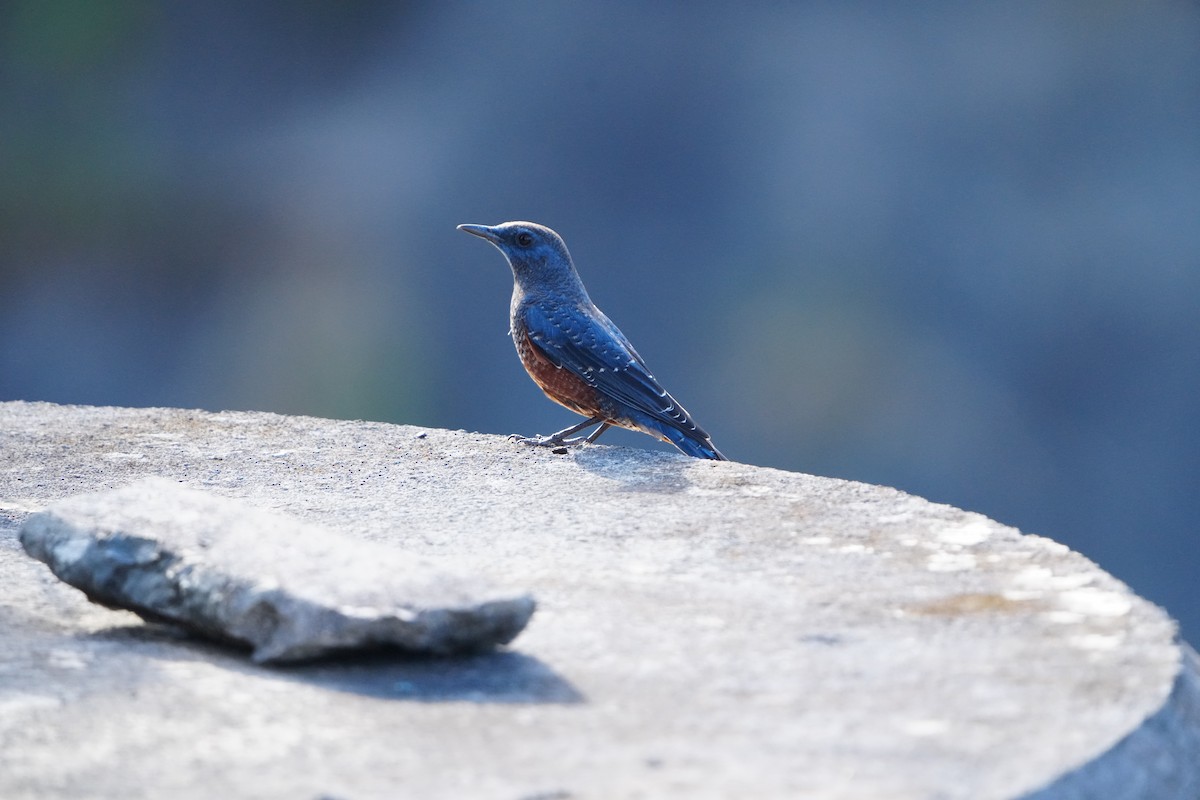 Blue Rock-Thrush (philippensis) - ML647283701